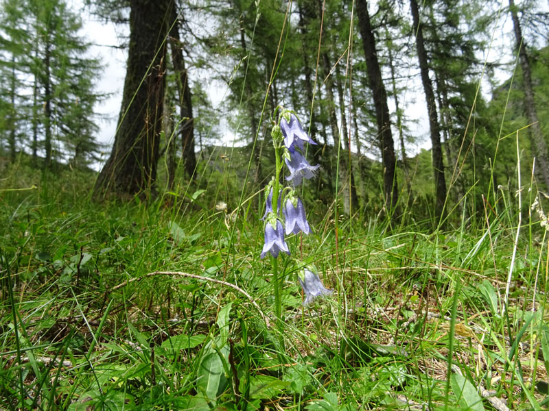 Catena dei Lagorai...da Pergine al Passo del Manghen